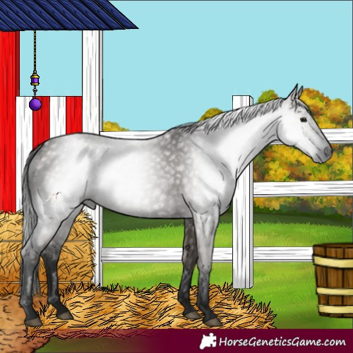 Horse Color:Gray Grullo 
