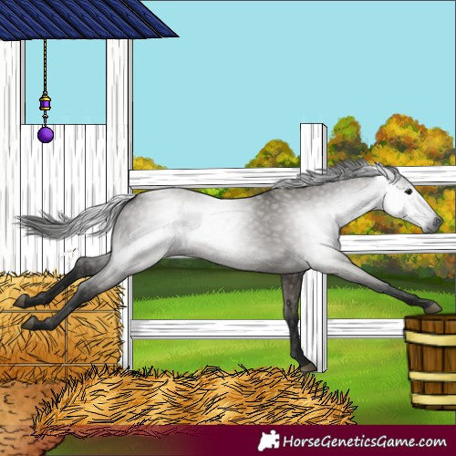 Horse Color:Gray Grullo 