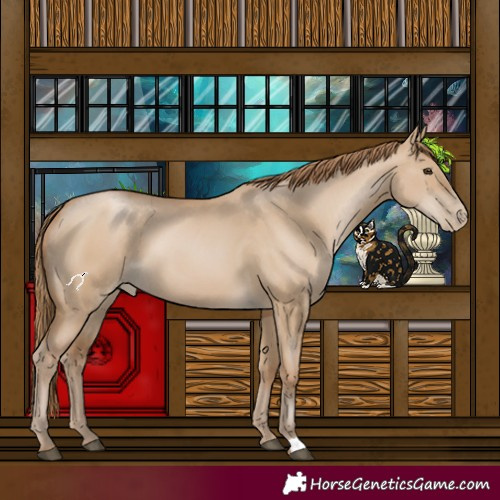 Horse Color:Grullo Pearl 