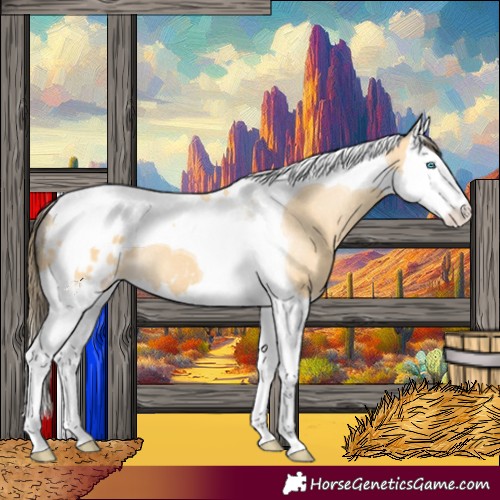 Horse Color:Buckskin Splash Tobiano Blanket 