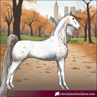 Horse Color:White Spotted Buckskin Splash Tobiano Near Leopard 