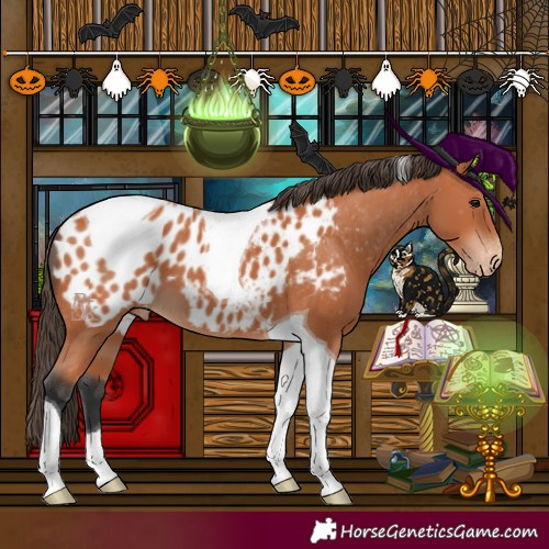 Horse Color:Bay Tobiano Appaloosa 