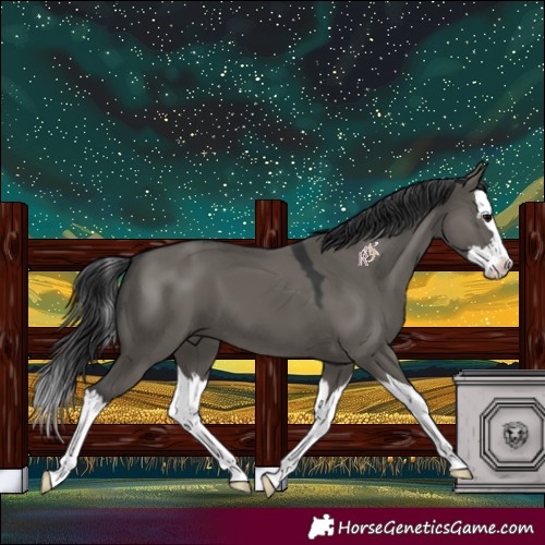 Horse Color:Grullo Splash 