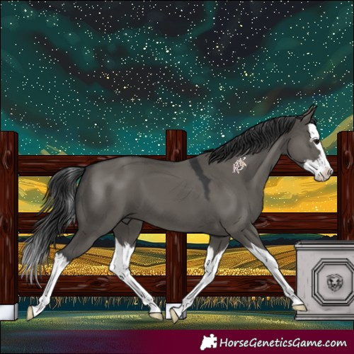 Horse Color:Grullo Splash 
