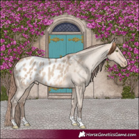 Horse Color:Amber Champagne Dun Appaloosa 