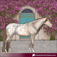 Horse Color:Amber Champagne Dun Appaloosa 