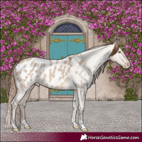Horse Color:Amber Champagne Dun Appaloosa