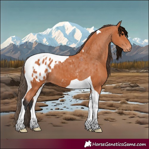Horse Color:Bay Tobiano Blanket 