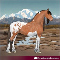 Horse Color:Bay Tobiano Appaloosa 