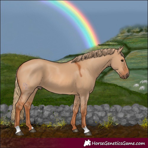 Horse Color:Red Dun