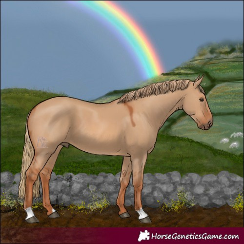 Horse Color:Red Dun 