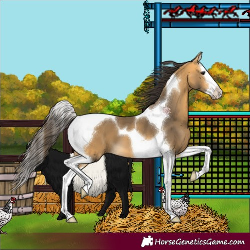 Horse Color:Buckskin Splash Tobiano 