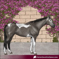 Horse Color:Gray Grullo Tobiano