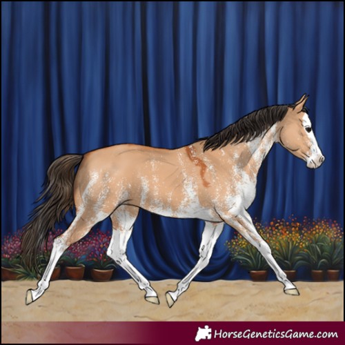 Horse Color:White Spotted Bay Dun Splash 