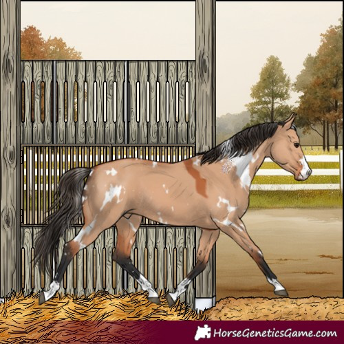 Horse Color:White Spotted Bay Dun 