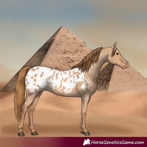 Horse Color:Red Dun Near Leopard 