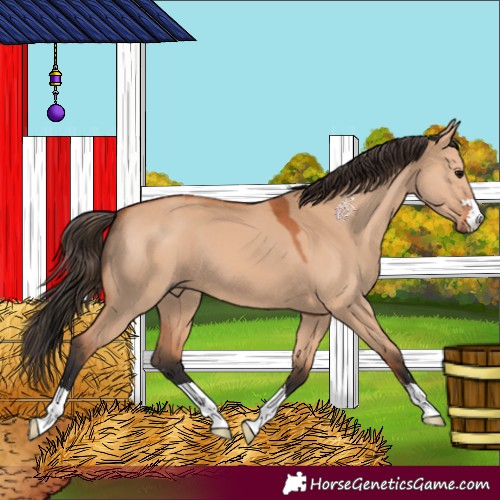 Horse Color:Bay Dun 