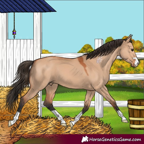 Horse Color:Bay Dun 
