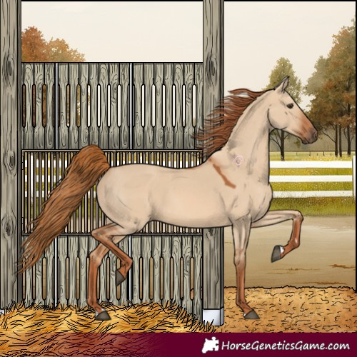 Horse Color:Red Dun 