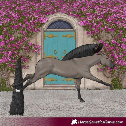 Horse Color:Grullo 
