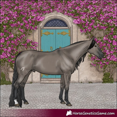 Horse Color:Grullo 