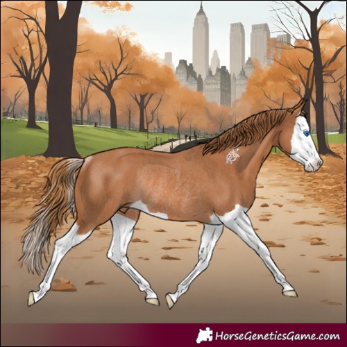 Horse Color:Chestnut Splash Rabicano 