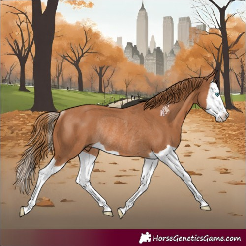 Horse Color:Chestnut Splash Rabicano 