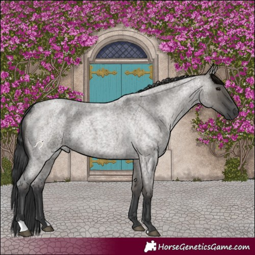 Horse Color:Grullo Roan 