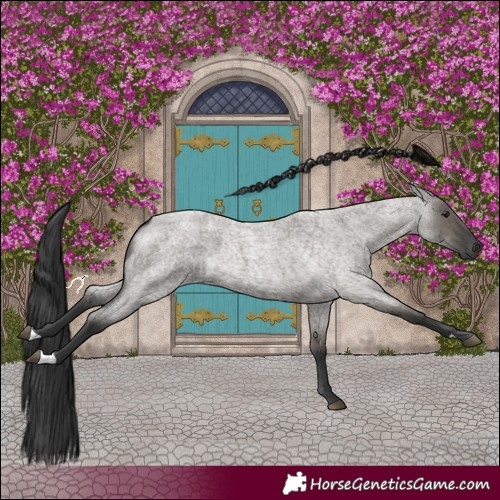Horse Color:Grullo Roan 