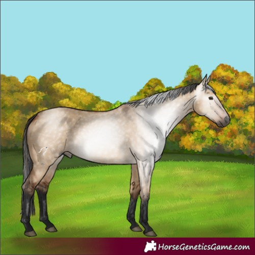 Horse Color:Gray Bay Dun 