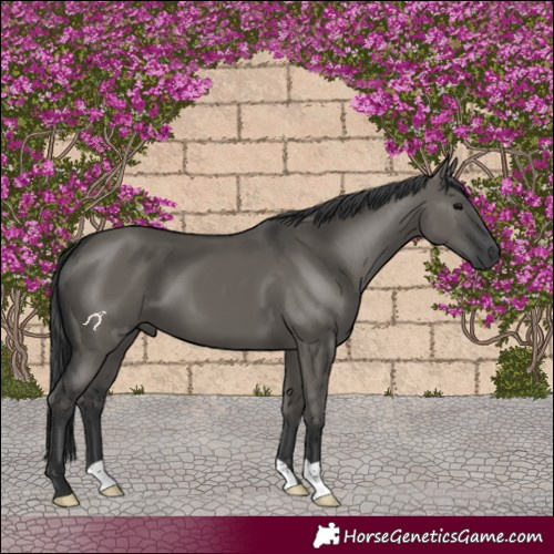 Horse Color:Grullo 