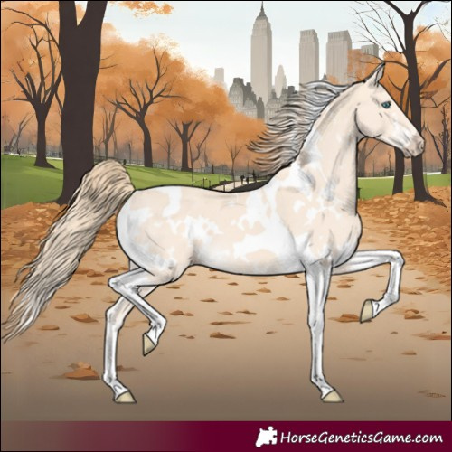Horse Color:White Spotted Perlino Tobiano 