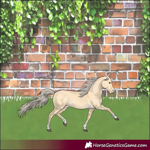 Horse Color:Palomino Dun 