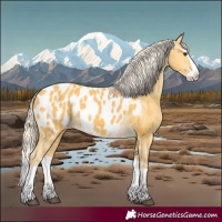 Horse Color:Palomino Splash Appaloosa