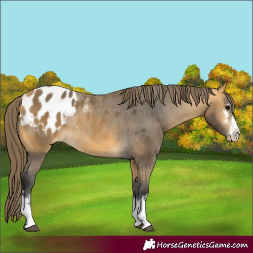 Horse Color:Buckskin Appaloosa Rabicano 