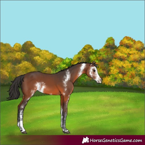 Horse Color:Brown Sabino Rabicano 