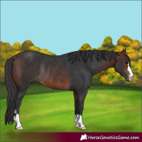 Horse Color:Bay Rabicano 