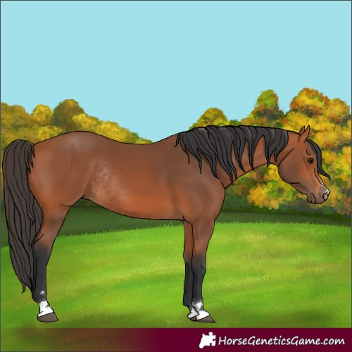 Horse Color:Bay Rabicano 