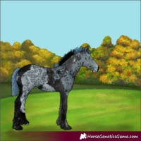 Horse Color:ERROR: UNKNOWN ANOMALY