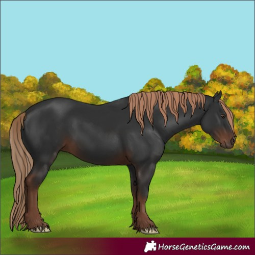 Horse Color:Liver Chestnut 