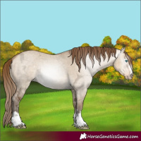 Horse Color:Gray Perlino Ice Dun 