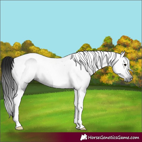 Horse Color:Gray Black Tobiano