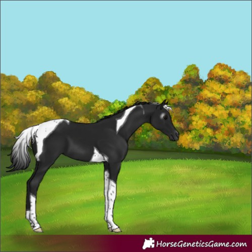 Horse Color:Gray Black Tobiano 