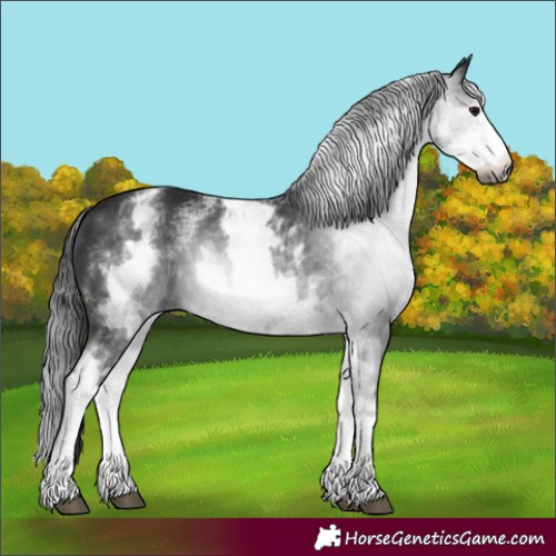 Horse Color:Gray White Spotted Black 