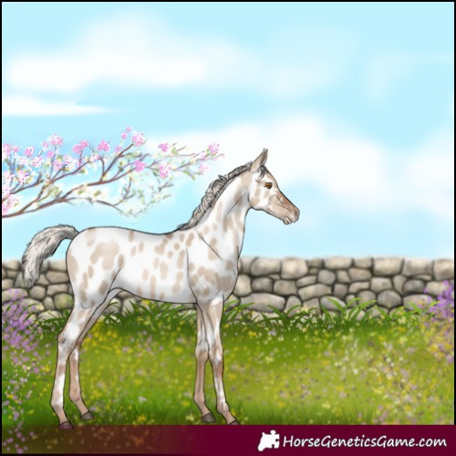 Horse Color:White Spotted Silver Grullo Pearl Appaloosa 