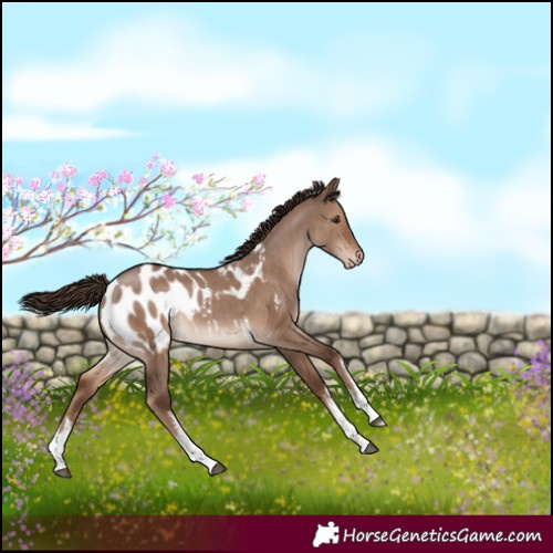 Horse Color:White Spotted Liver Red Dun Appaloosa Rabicano 