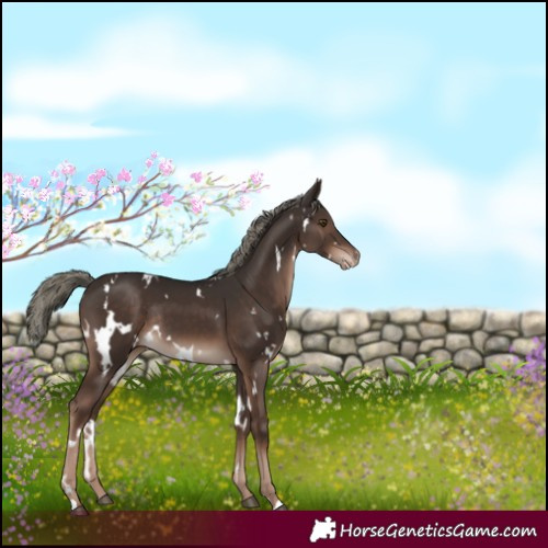 Horse Color:White Spotted Liver Chestnut Mushroom Appaloosa Rabicano 