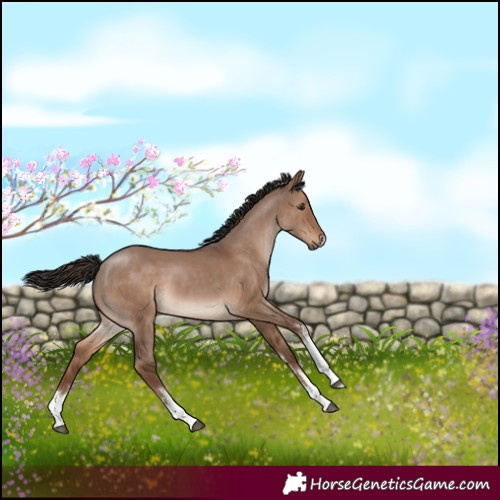 Horse Color:White Spotted Liver Red Dun 