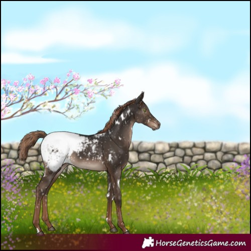 Horse Color:Gray White Spotted Liver Chestnut Snowcap Rabicano 