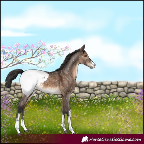 Horse Color:White Spotted Brown Dun Appaloosa 